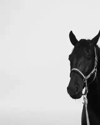 Cheval noir harnaché, portrait en noir et blanc sur fond clair