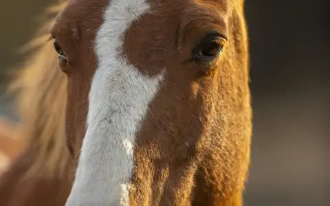 Portrait d'un cheval alezan à la liste blanche, tirage Fine Art