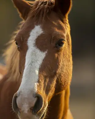 Portrait d'un cheval alezan à la liste blanche, tirage Fine Art